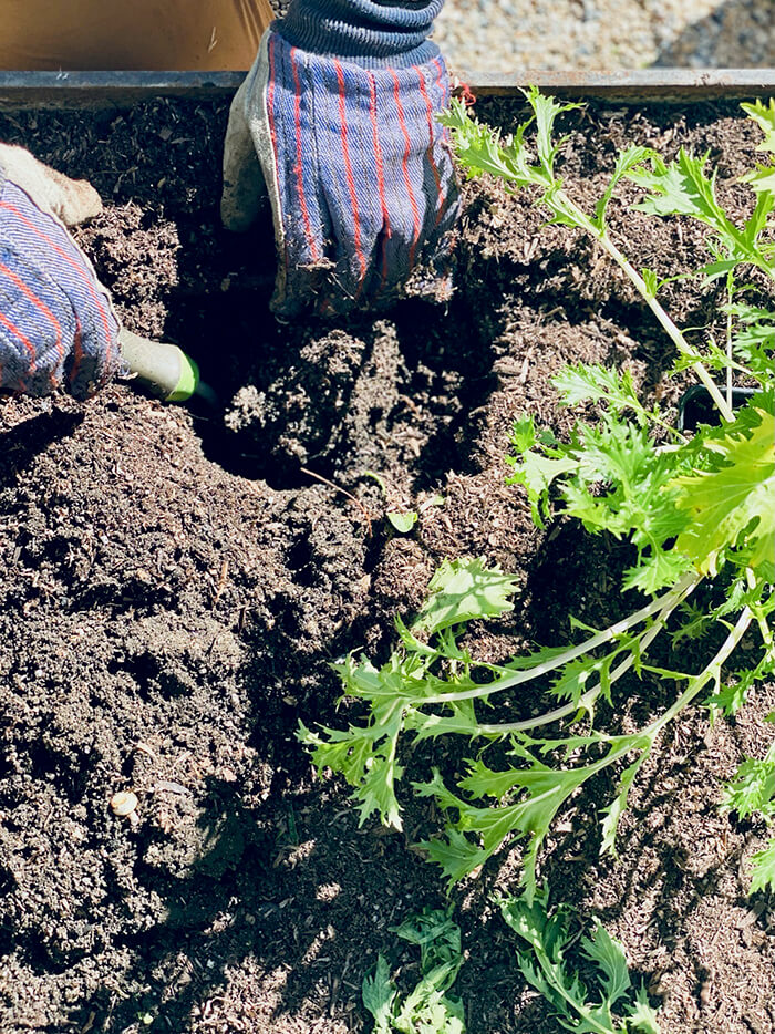 Garden Replanting in DTLA