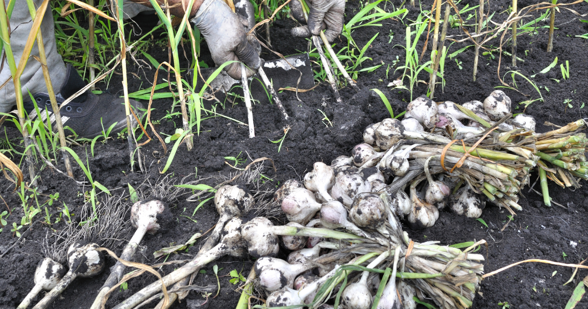 harvesting garlic.png