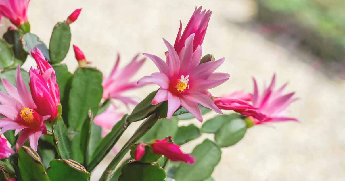 Easter Cactus.png