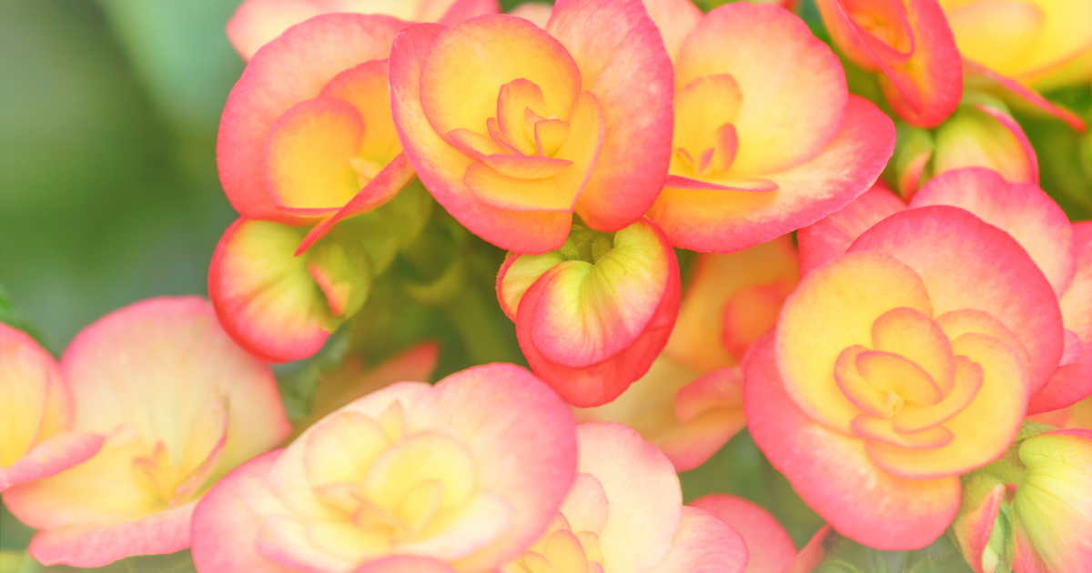 Begonia -Pin Up Flame-.png