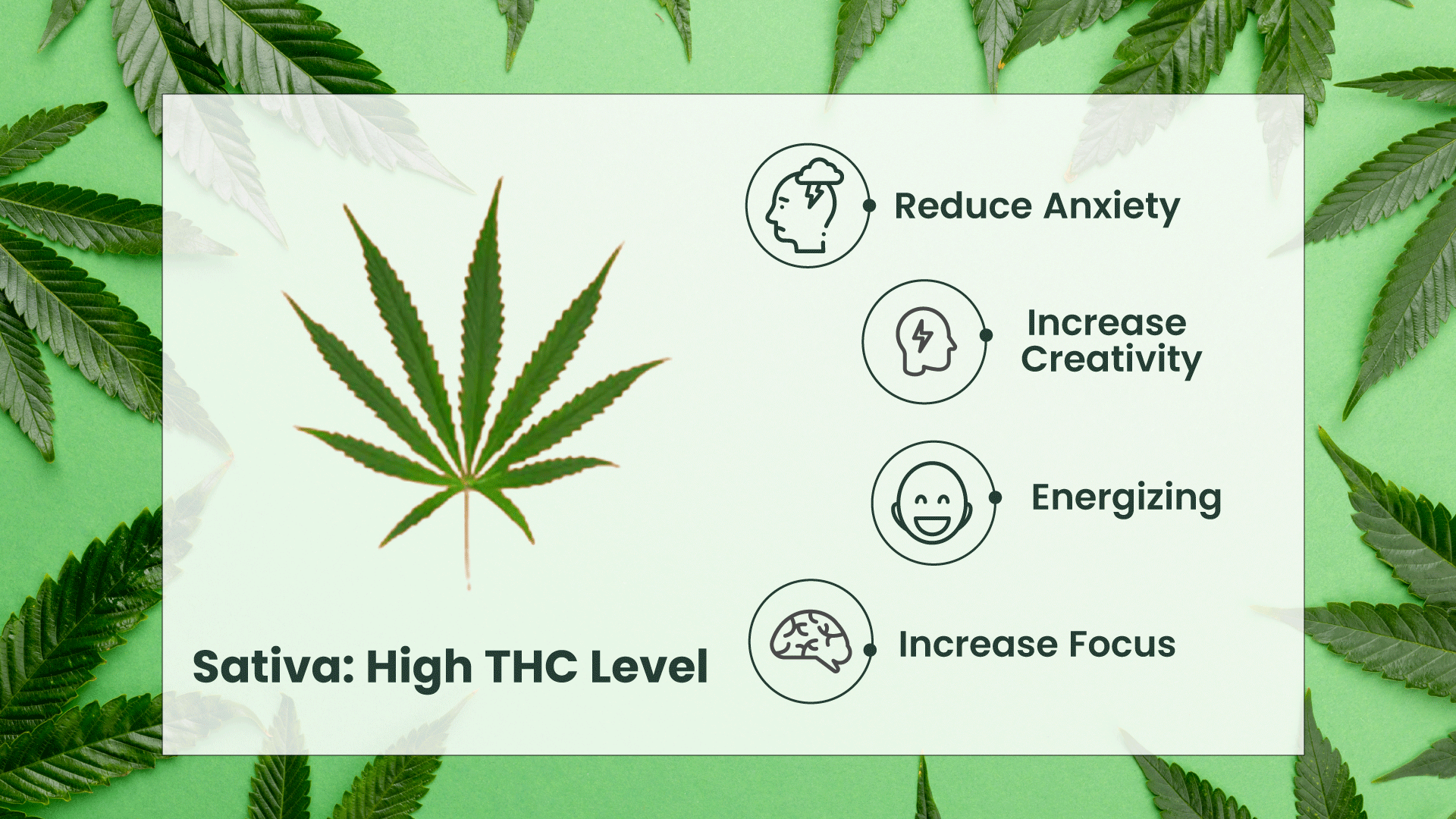 Benefits-of-Sativa.png