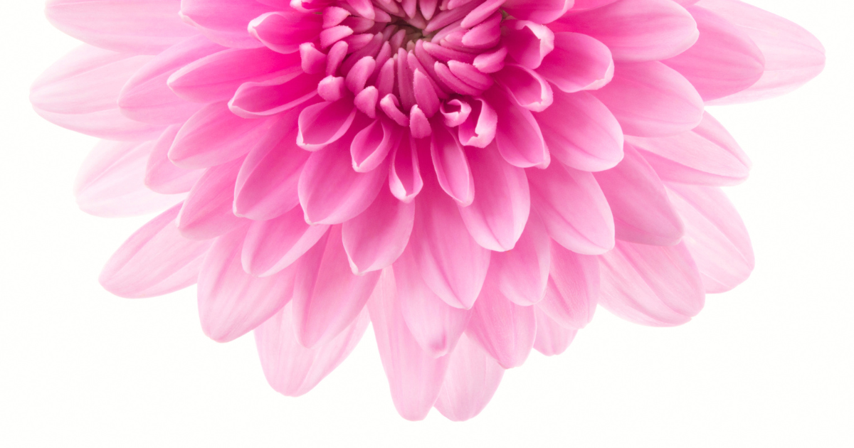 chrysanthemum Grandchild.png