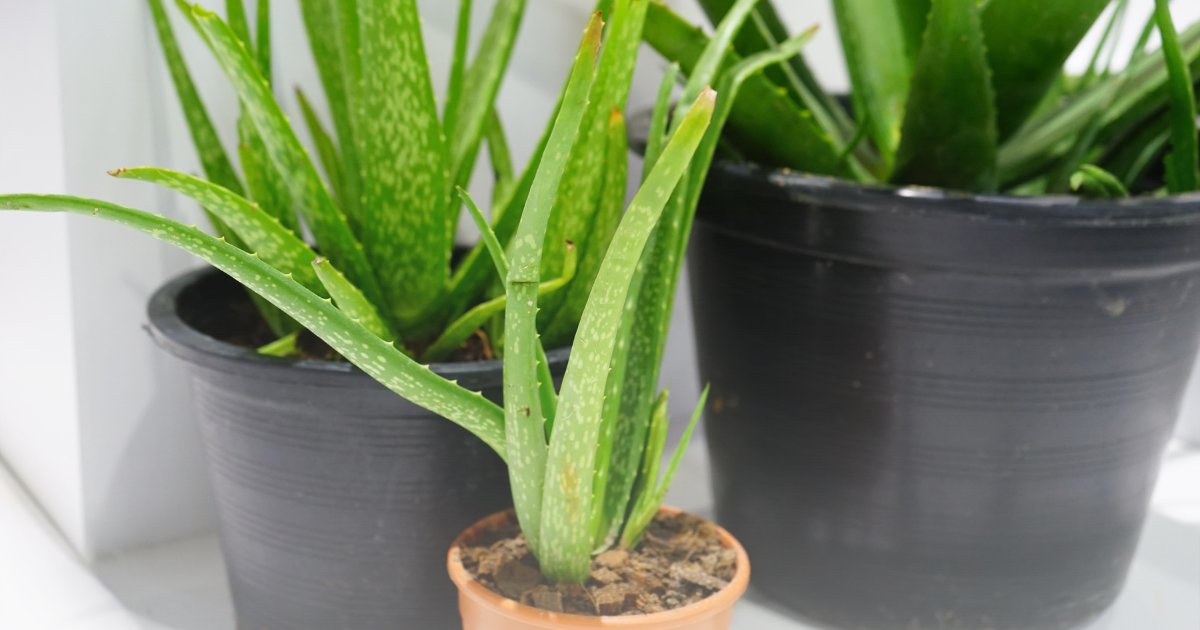 preparing Aloe Vera.png