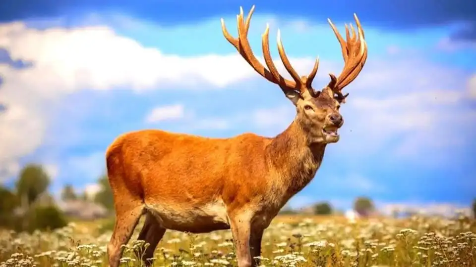 Antlers of the Altai maral