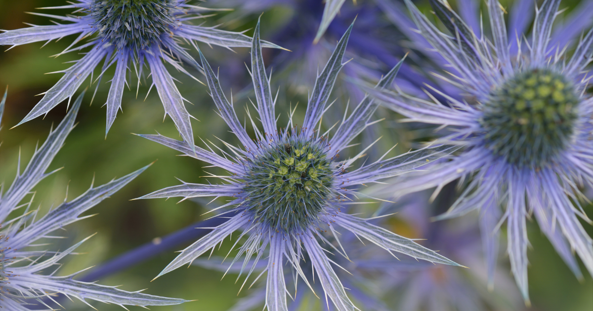 sea-holly.png