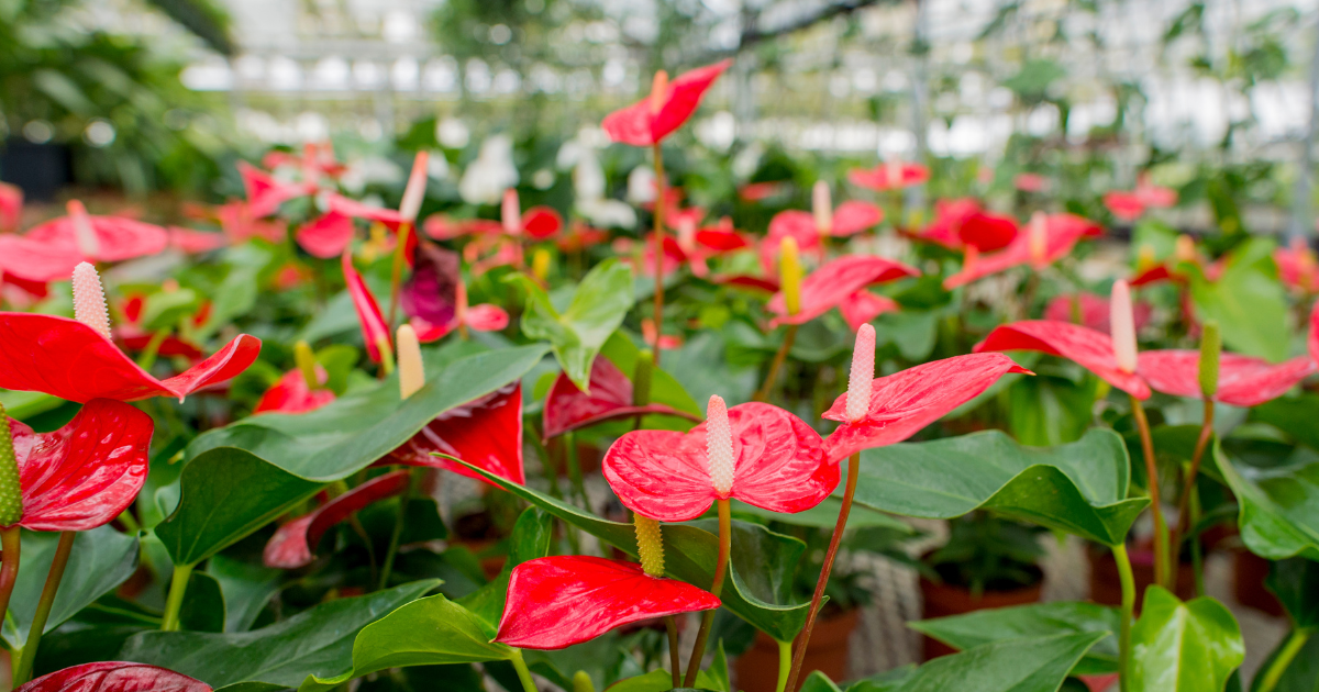 getting Anthurium to bloom.png