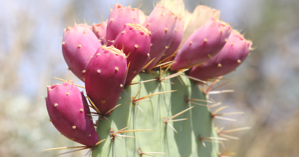 Prickly Pear Cactus.png