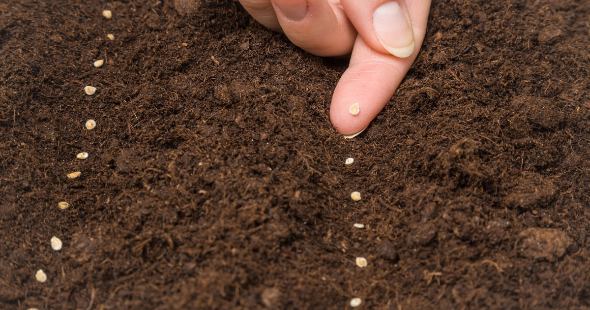 tomato seeds.png