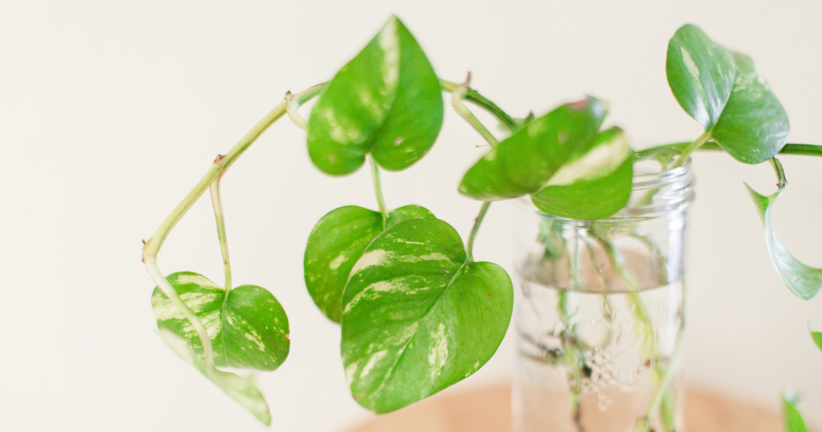 Pothos in Water.png