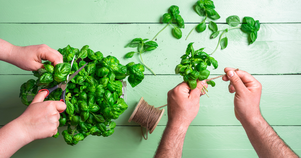 harvesting basil.png