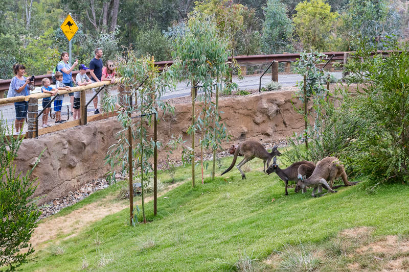 kangaroos san diego safari park