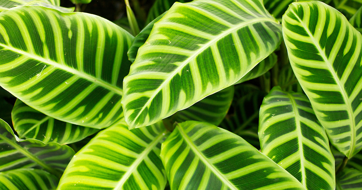 Calathea Zebrina.png