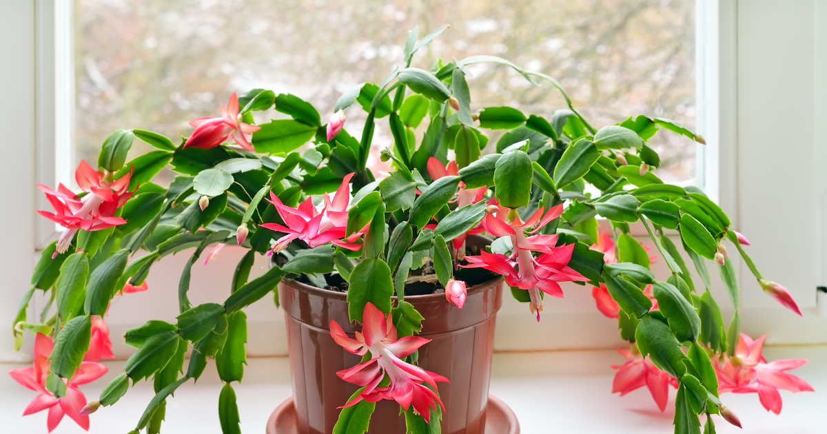 Christmas Cactus.png