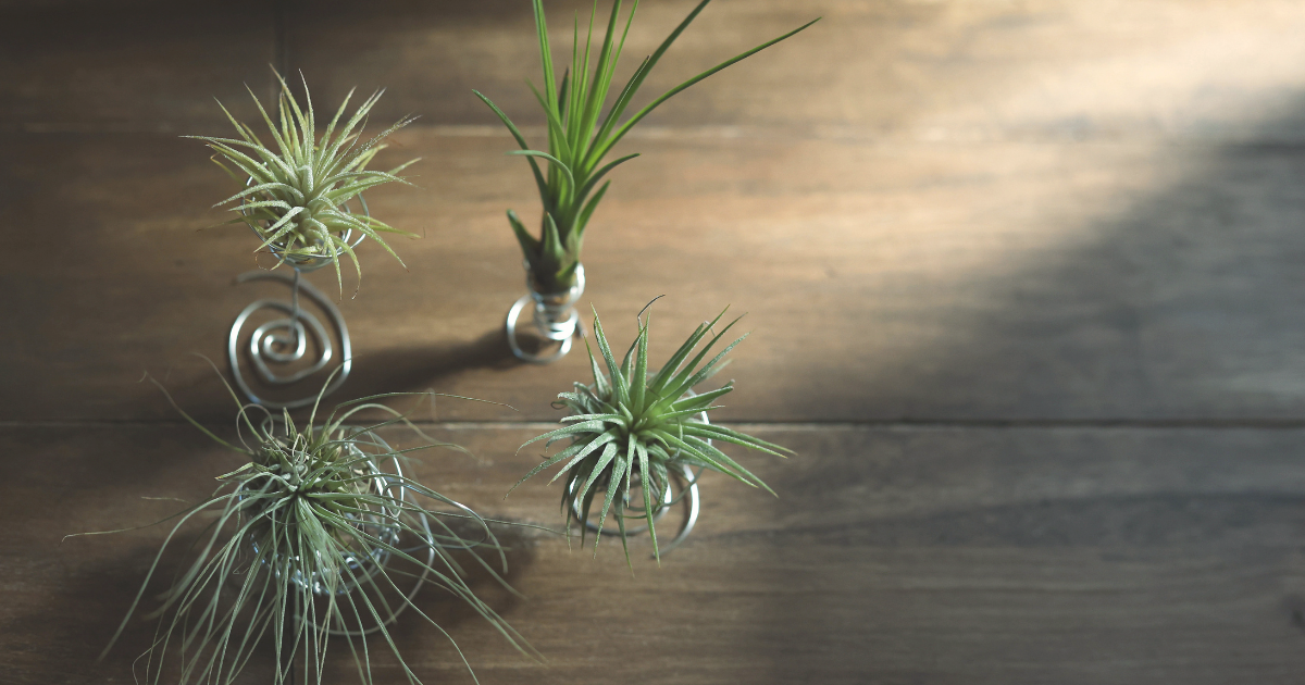 Air Plant Holders.png