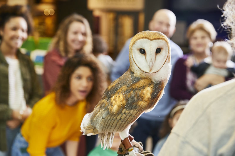 Barn owl.