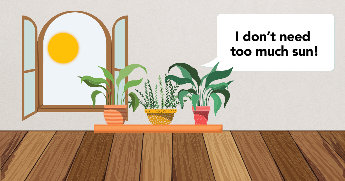 Houseplant Lighting.png