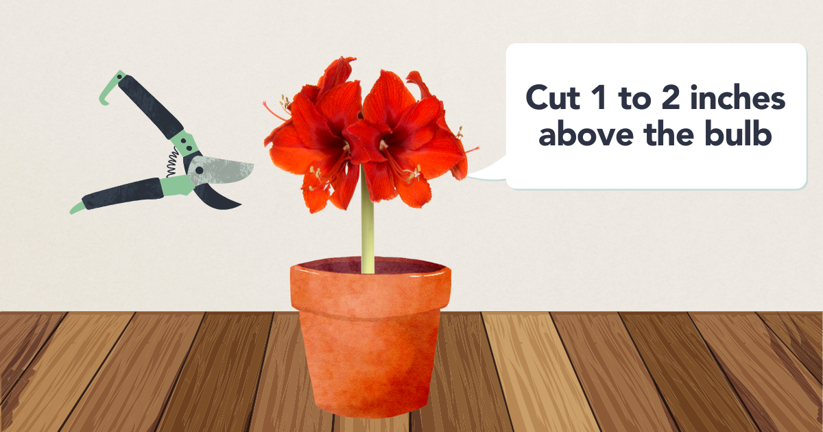 pruning Amaryllis.png