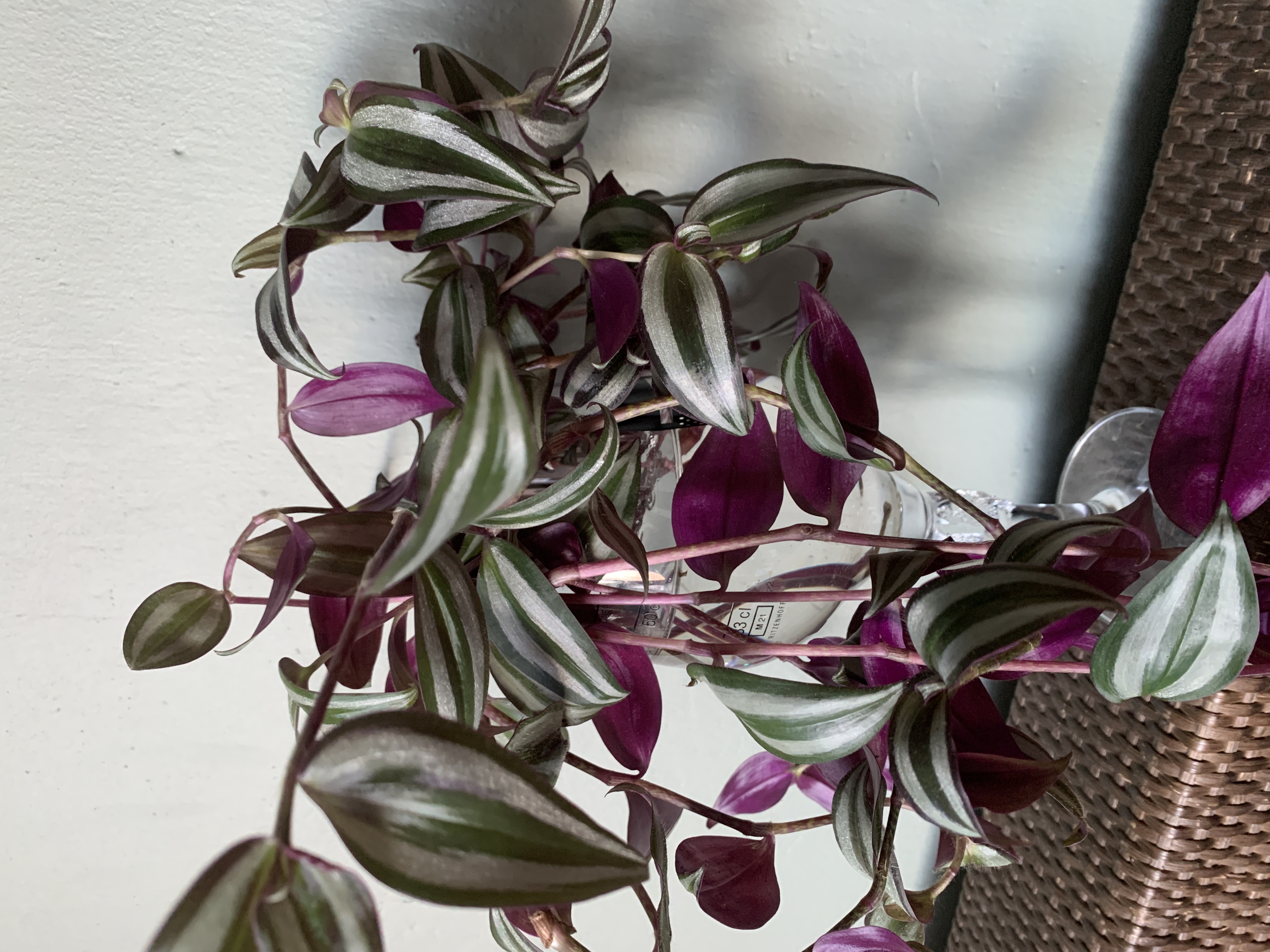 een volwassen Tradescantia zebrina ‘Vaderplant’ stekje 