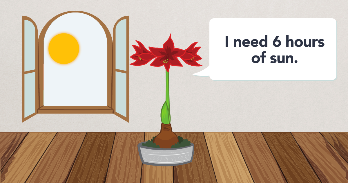 light Amaryllis.png