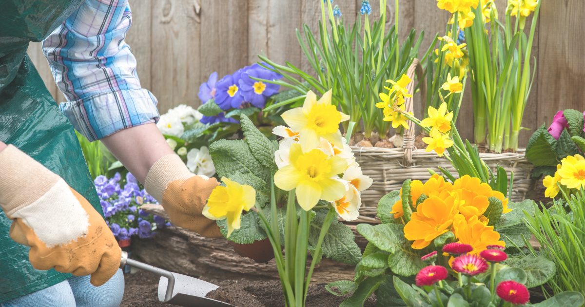 How to Plant Daffodil Bulbs Correctly.png
