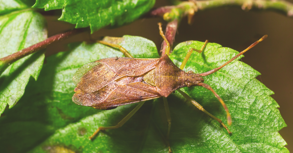 Squash Bugs.png