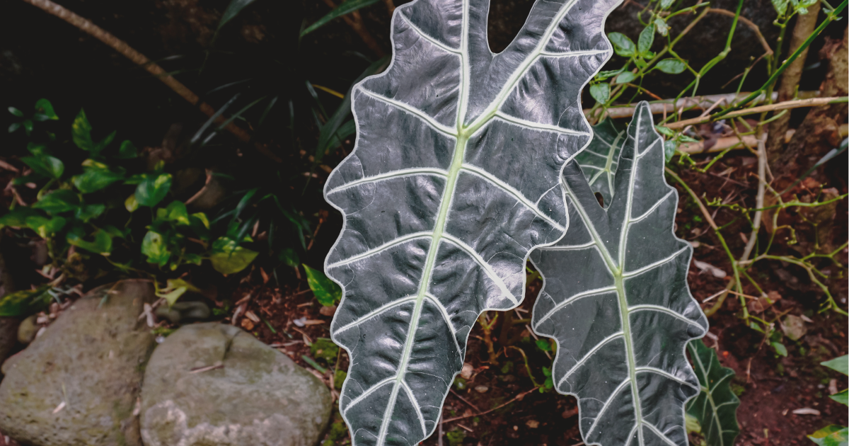 Alocasia Amazonica.png