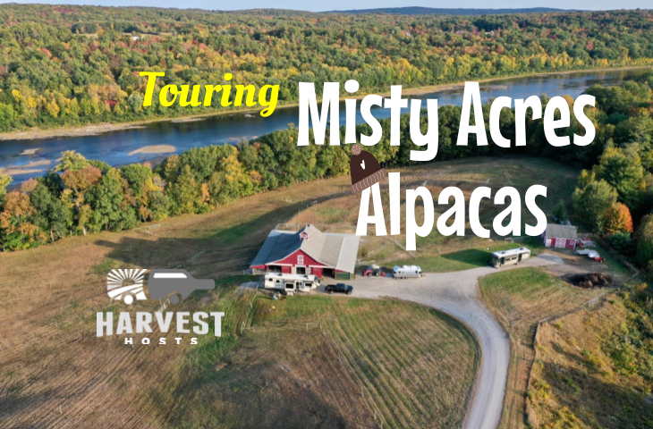 Touring Misty Acres Alpaca Farm