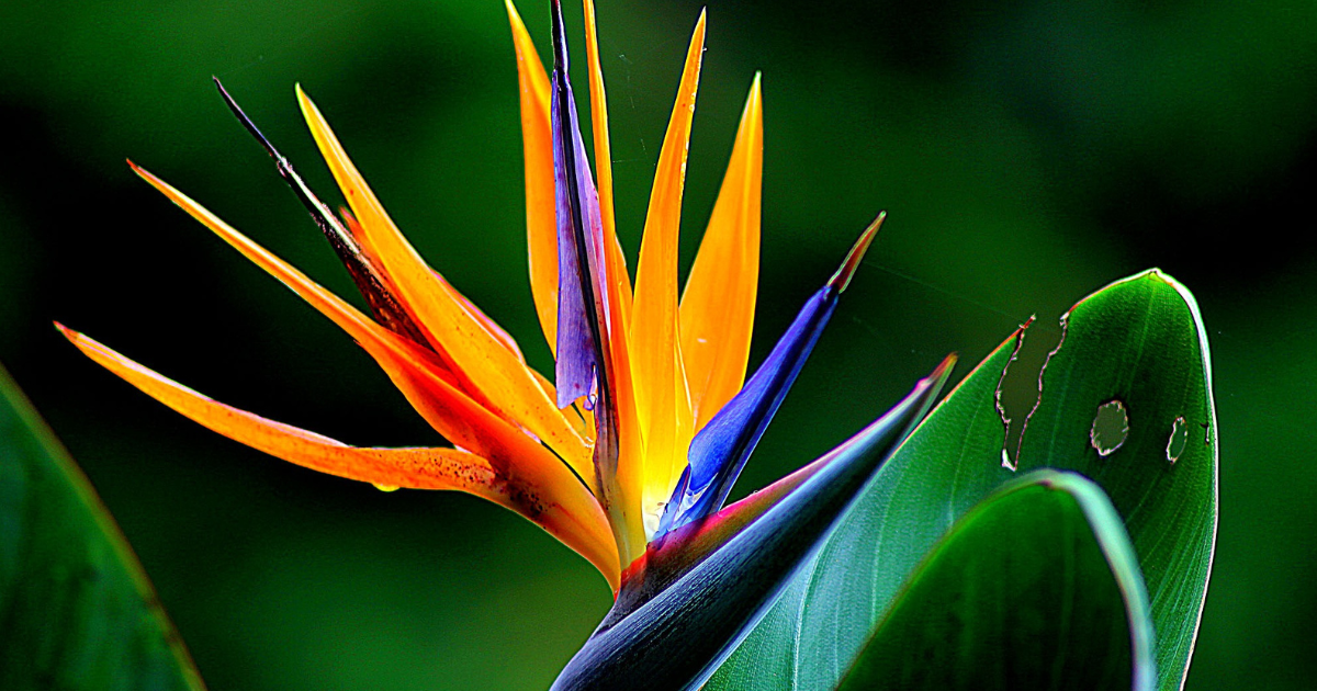 Bird of Paradise.png