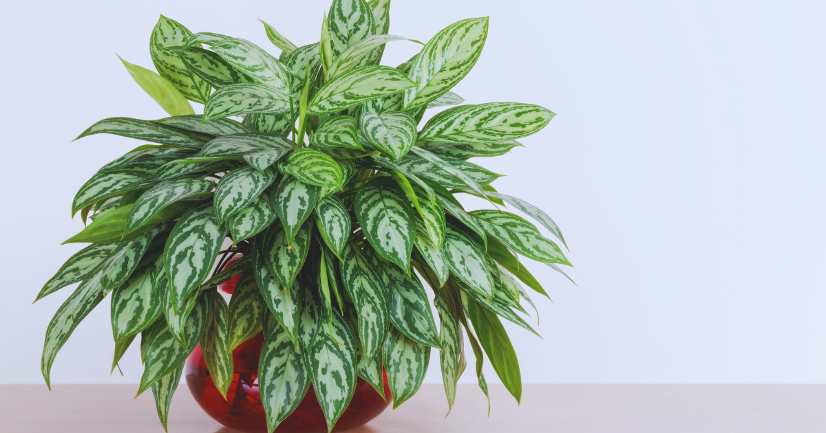 Chinese Evergreen.png