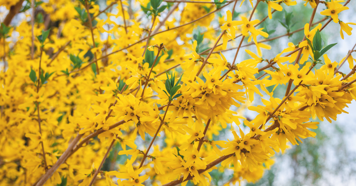 Forsythia.png