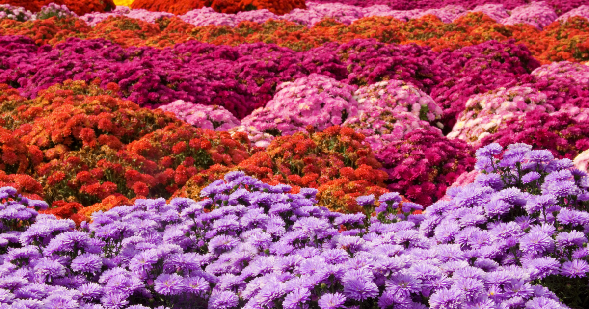 Garden Mums.png