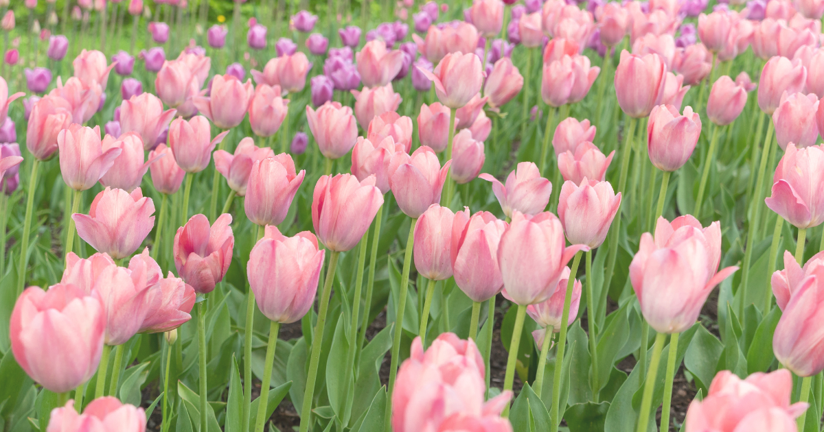 Tulips.png