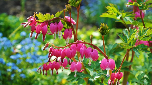 asian-bleeding-heart-g66814a6c0_640.jpg