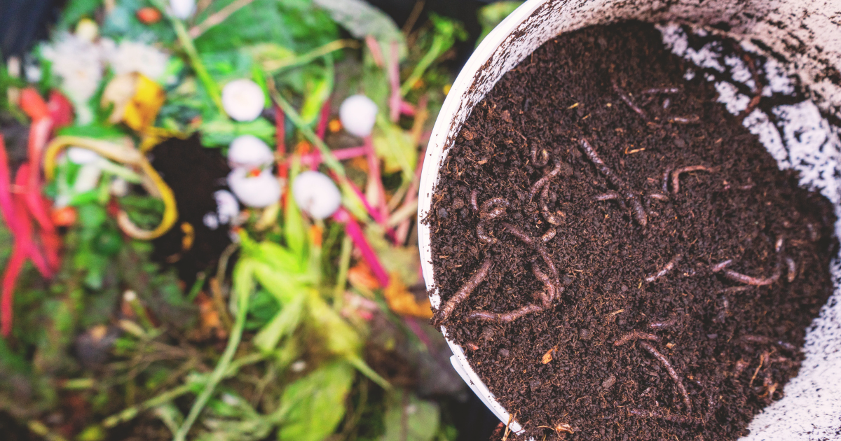 Common Summer Compost Problems.png