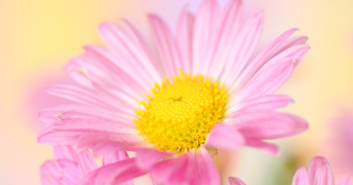 chrysanthemum Hillside Sheffield Pink.png