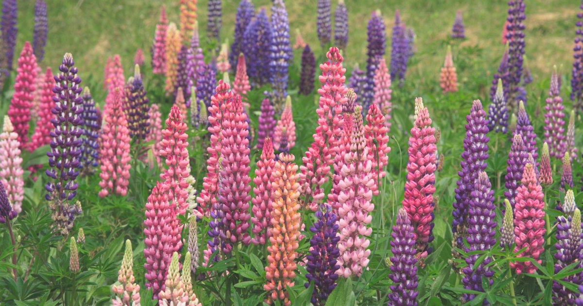Lupine.png