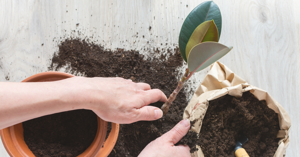 rubber plant repotting.png