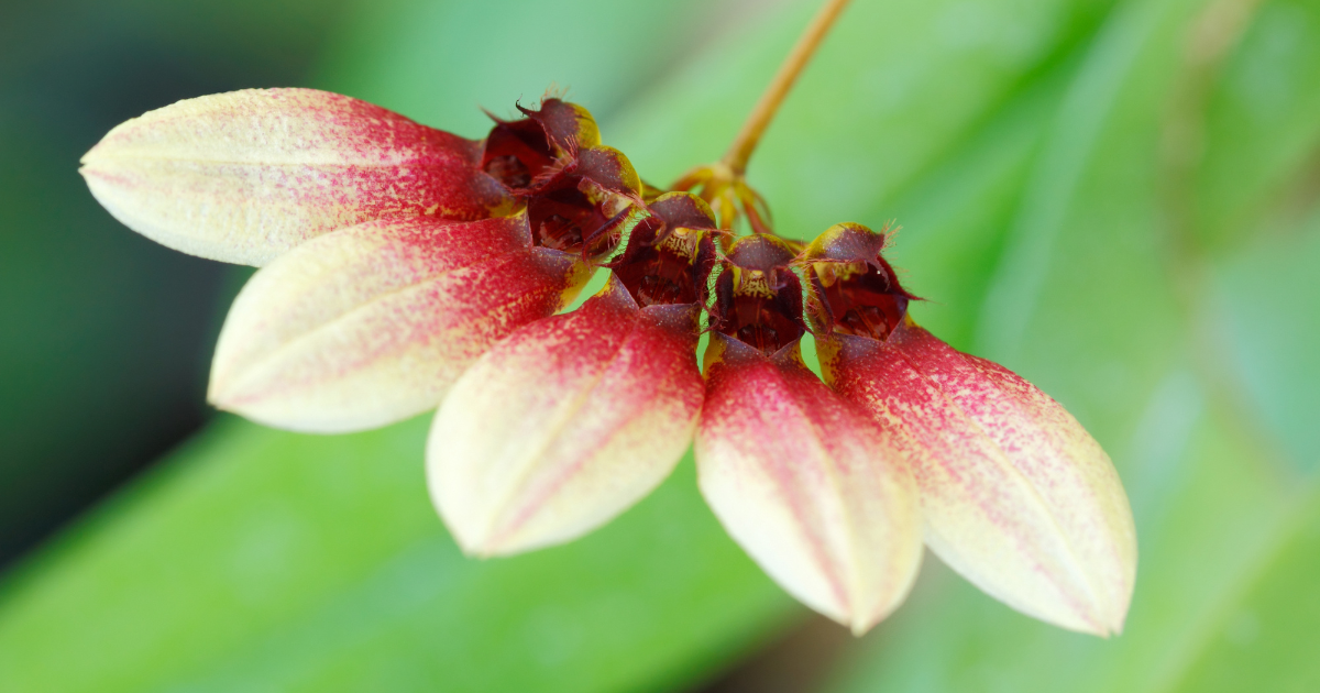 Bulbophyllum Orchids.png