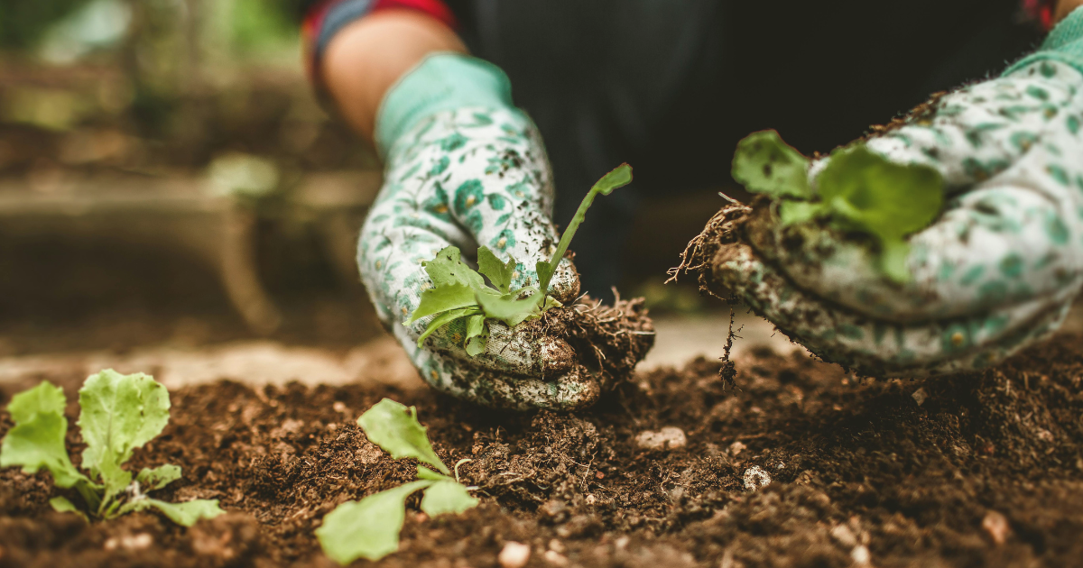 Organic Feeding and Mulching.png