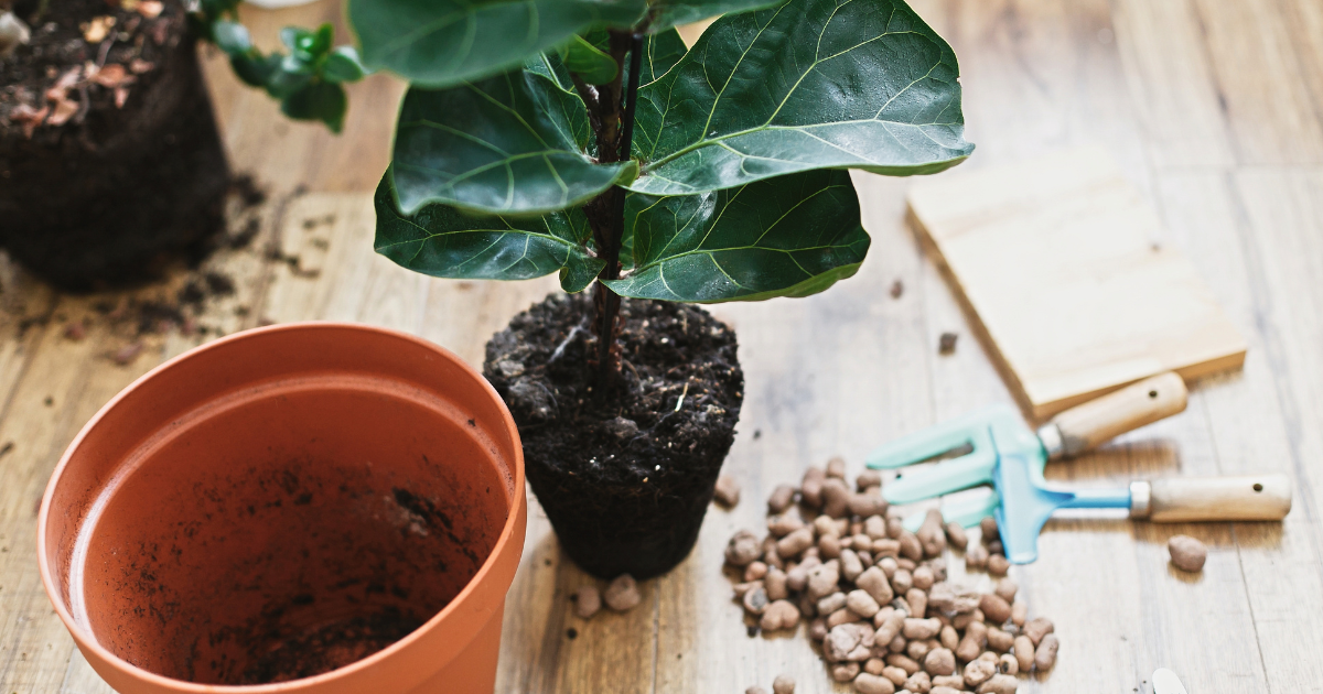 fiddle leaf fig soil.png