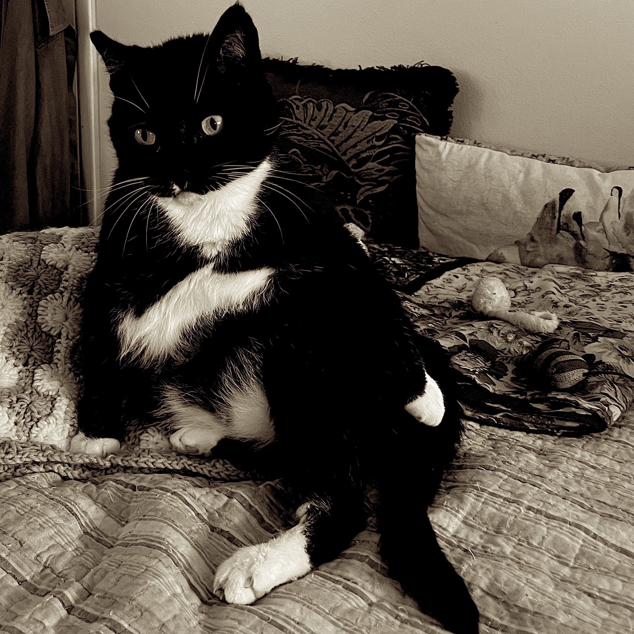 Black and white cat sitting like a person on a bed with pillow behind him.
