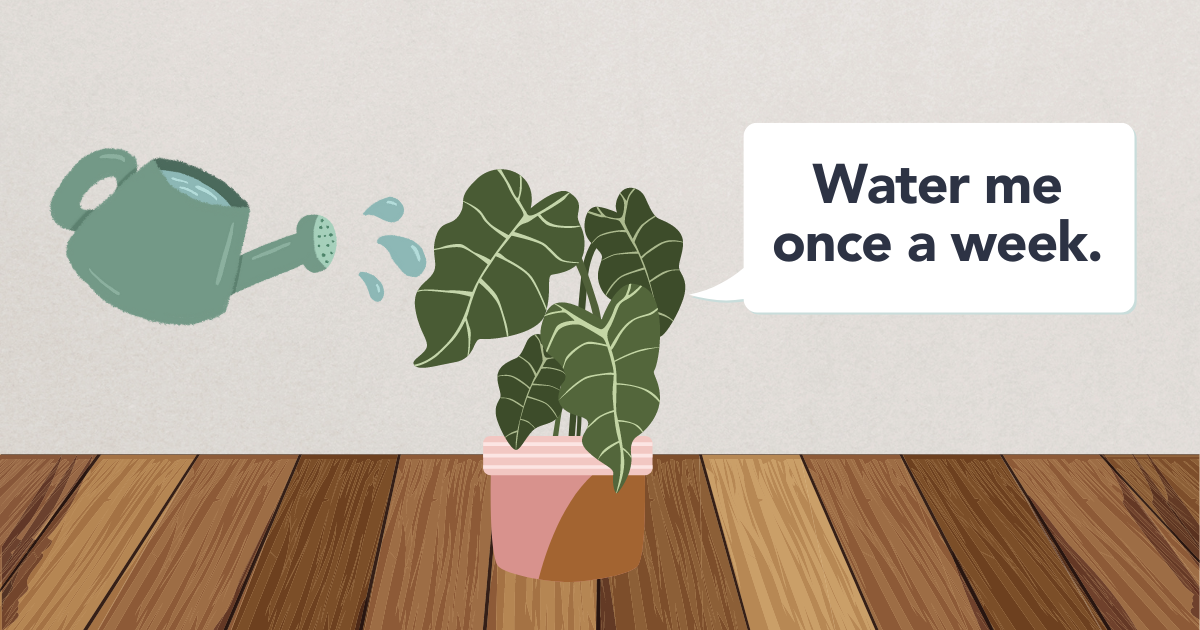 Alocasia Water Needs.png