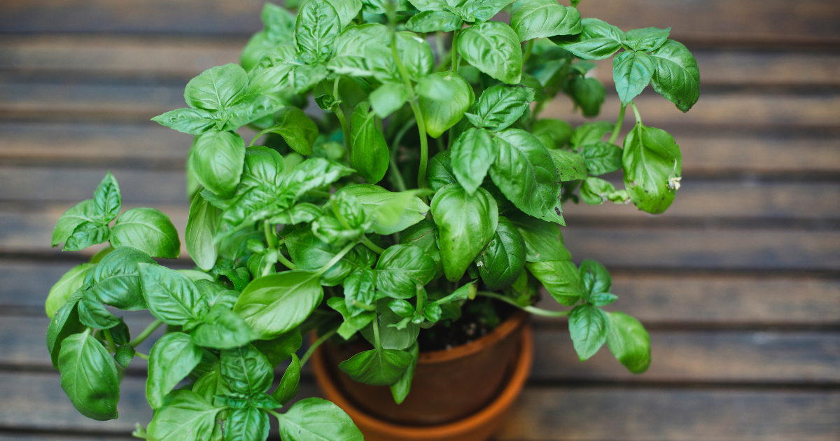 Flora Basil Plant Care Indoor Winter Keeping Basil Thriving