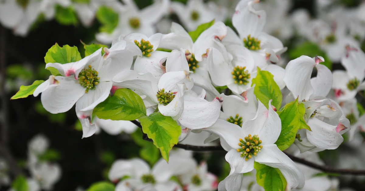 Dogwoods (Cornus spp.).png