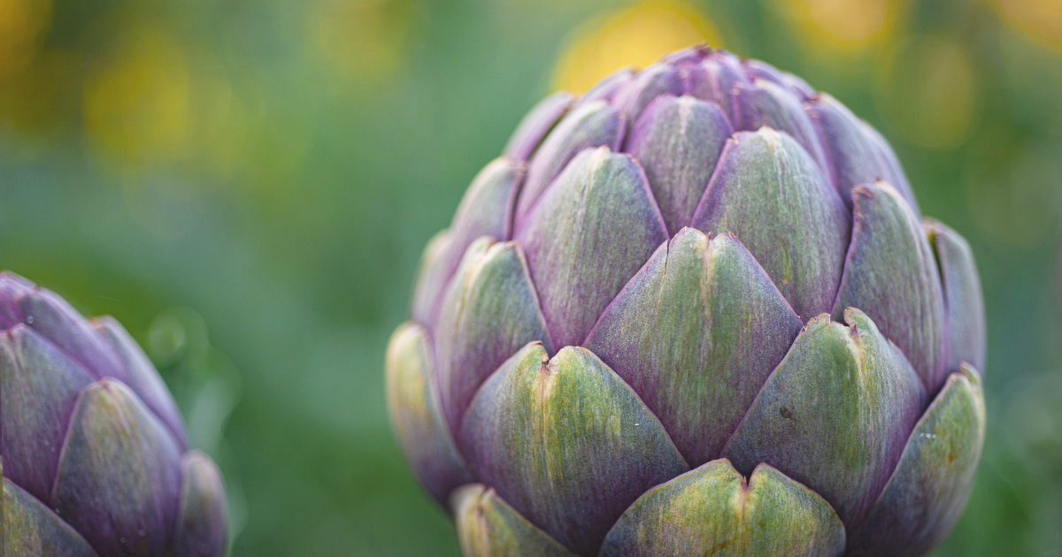 Globe Artichoke.png