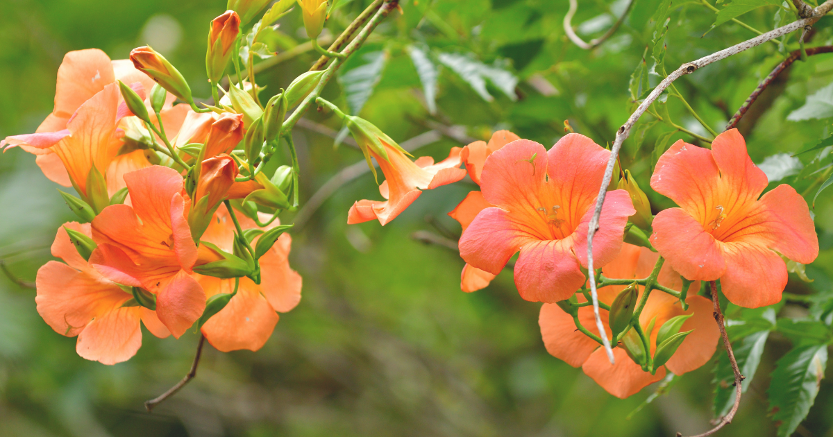 Trumpet Creeper.png