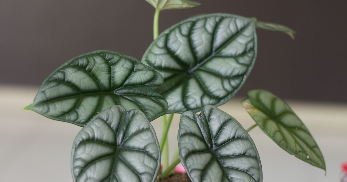 Alocasia Grey Dragon.png