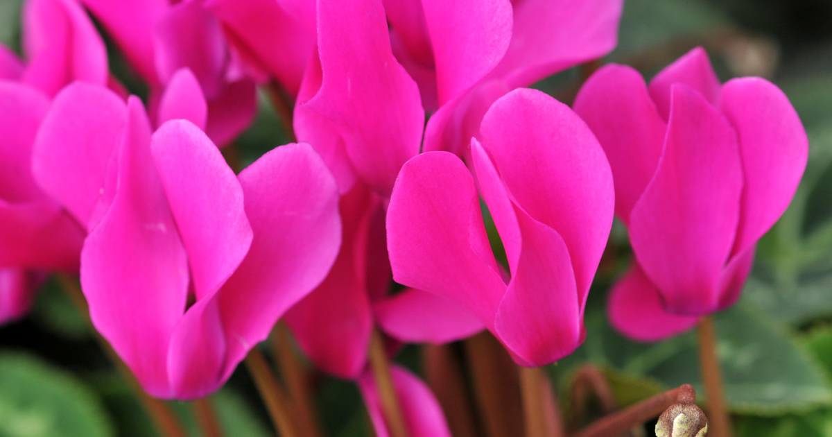 Cyclamen life cycle (1).png