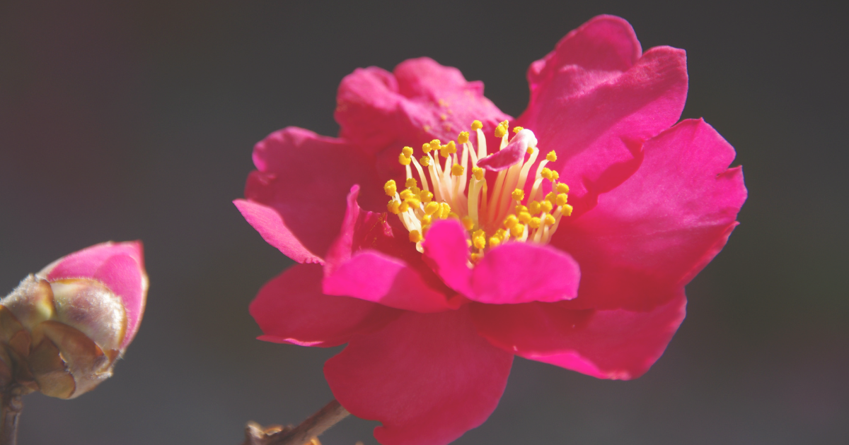 Camellia sasanqua.png