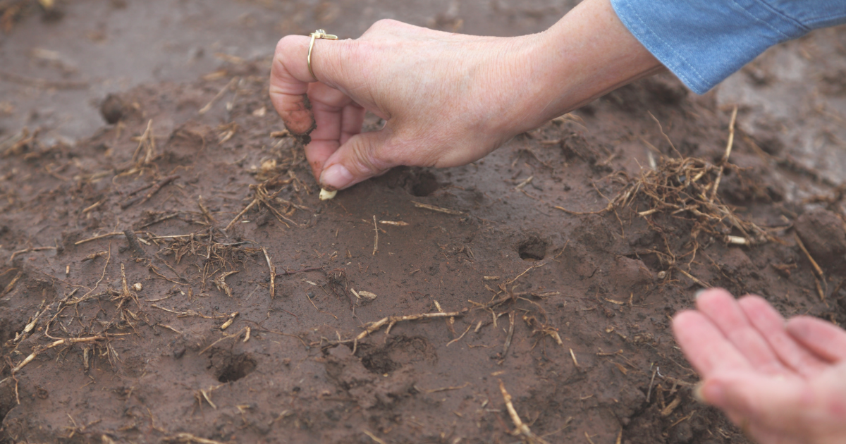 Planting Squash Seeds.png